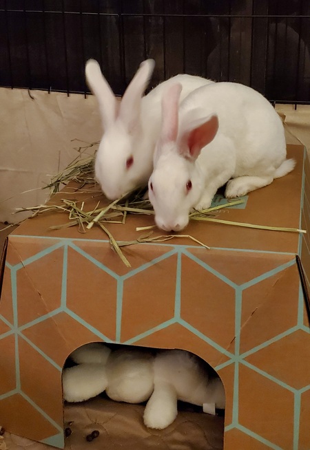 Hoppy & Floppy