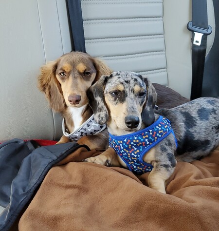 Opie and Oliver
