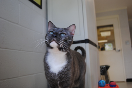 Avatar - Office cat at Talbot Humane