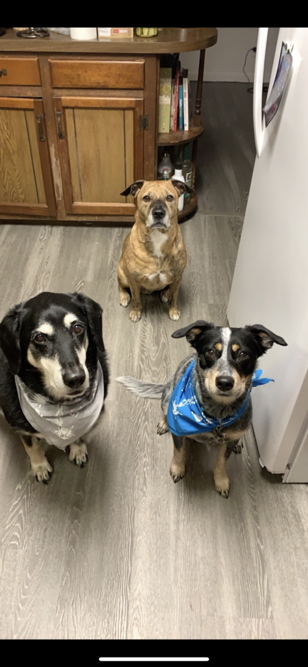 Riley, Ruckus, Reba