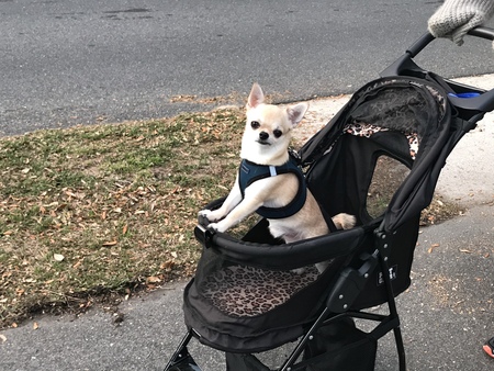 Little Boy Blue (“Blue”)