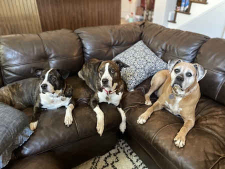 Ruby, Boomer & Rosie