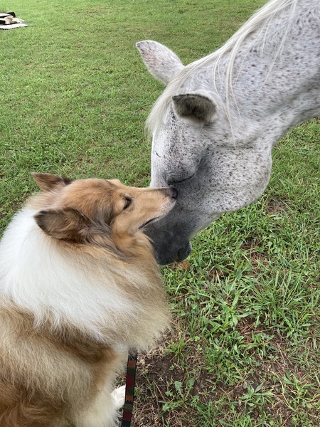 Shiloh and Mia, first time meeting