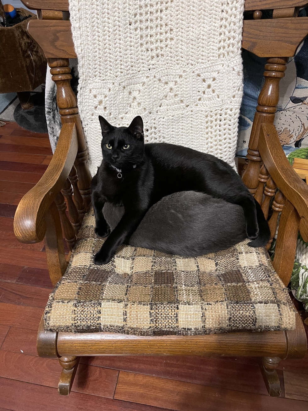 Vote for Twitch | 2022 Community of Cats Calendar Contest