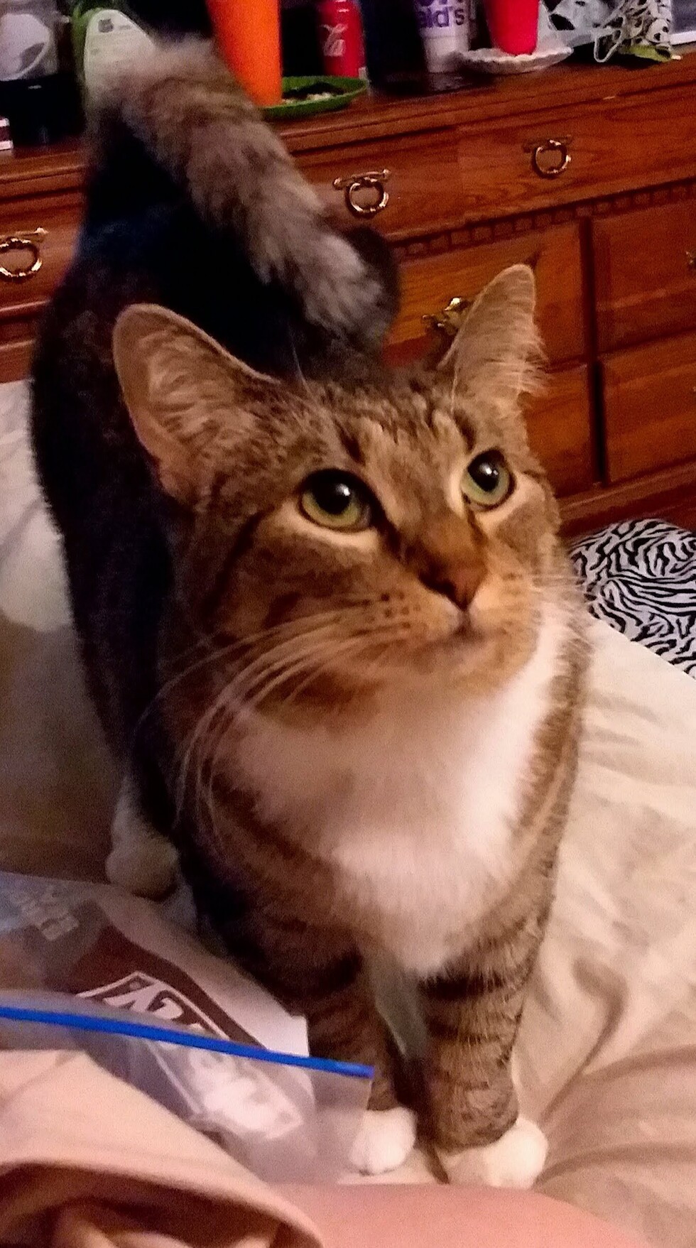 Vote for Nala | 2022 Community of Cats Calendar Contest