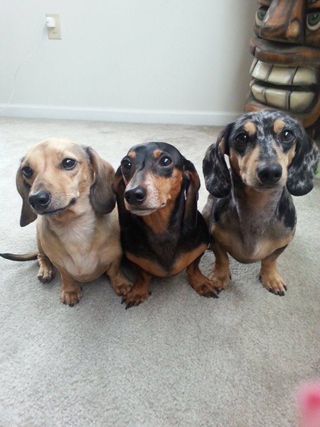 Riley, Reese's, and Rocky