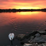 Entry image for Holly Pond fire & swan
