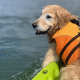 Entry image for Doggie Paddle SoundWaters Flotilla