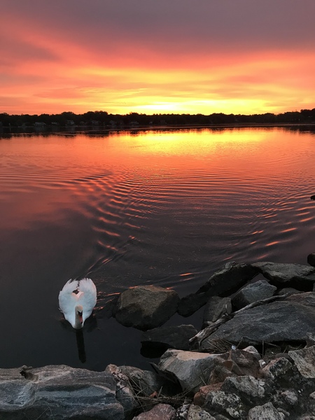Entry image for Holly Pond fire & swan. Clicking this image will show a larger photo