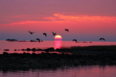 Entry image for Cove Island Wildlife Sanctuary . Clicking this image will show a larger photo