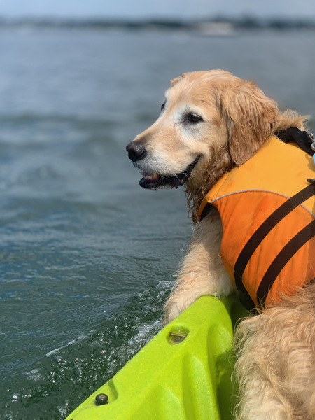 Entry image for Doggie Paddle SoundWaters Flotilla. Clicking this image will show a larger photo