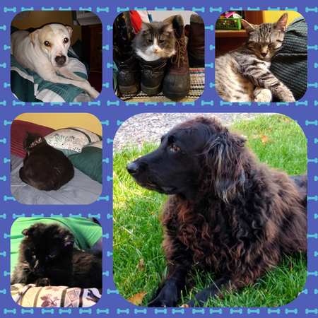 Karma, Chewy, Macey, Boots, Zane and Daisy