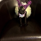 Entry image for Tutu 