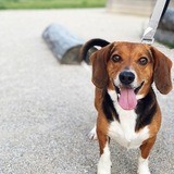 Entry image for Hank