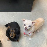Entry image for Sunny & Daisy Mae