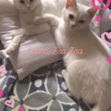 Entry image for Zsa Zsa & Eva Gabor 