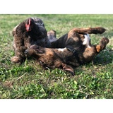 Entry image for Grandma (chicken) and Millie (doggo)