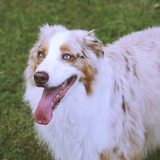 Entry image for Kuma