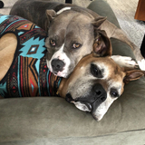 Entry image for Bagel and Max