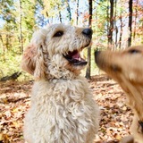 Entry image for Teddy and Bozeman
