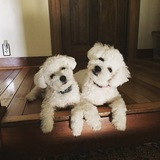 Entry image for PJ and Oliver 
