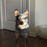 Entry image for Sadie Mae