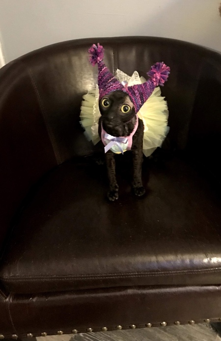 Entry image for Tutu . Clicking this image will show a larger photo