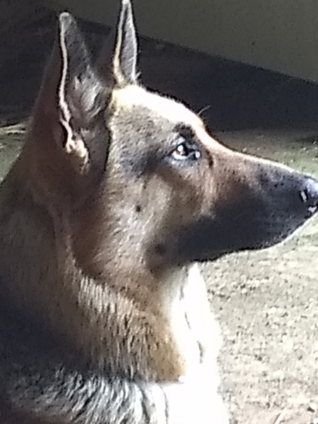 Entry image for Sadie. Clicking this image will show a larger photo
