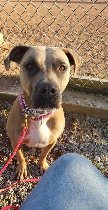 Entry image for Rizzo. Clicking this image will show a larger photo