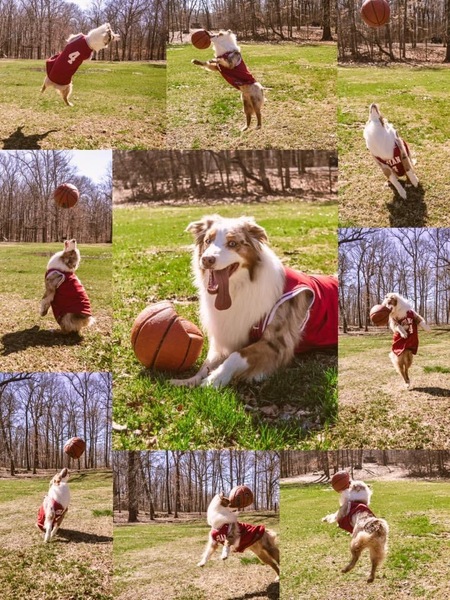 Entry image for Kuma. Clicking this image will show a larger photo