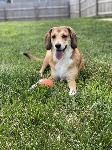 Entry image for Ruby. Clicking this image will show a larger photo