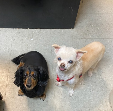 Entry image for Sunny & Daisy Mae. Clicking this image will show a larger photo