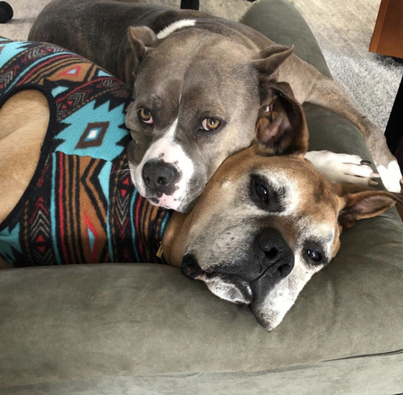 Entry image for Bagel and Max. Clicking this image will show a larger photo