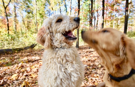 Entry image for Teddy and Bozeman. Clicking this image will show a larger photo