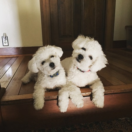 Entry image for PJ and Oliver . Clicking this image will show a larger photo