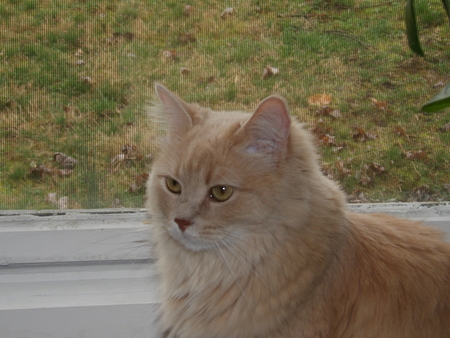 Entry image for Marabella. Clicking this image will show a larger photo