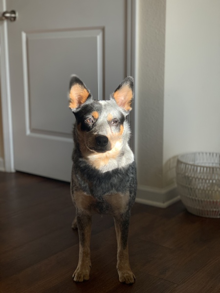 Entry image for Sadie Mae. Clicking this image will show a larger photo