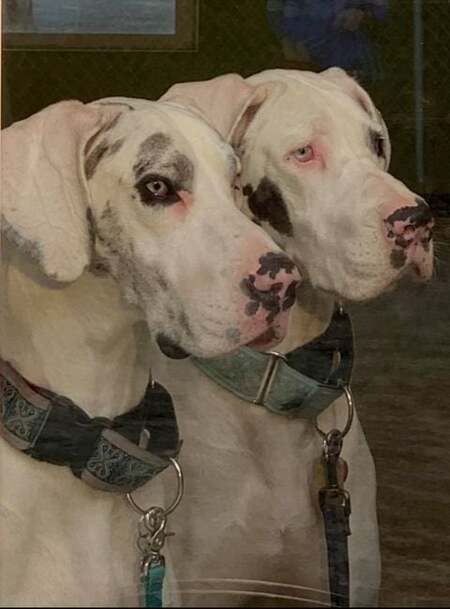 Entry image for Noelle & Clover. Clicking this image will show a larger photo