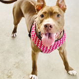 Entry image for Bean