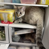 Entry image for Sasha