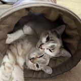 Entry image for Sasha and Tippy 