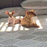 Entry image for Elsa and Bambi