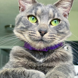 Entry image for Clover