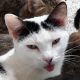 Entry image for Mouse