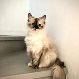 Entry image for Sassy