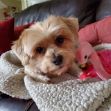 Entry image for BENJI