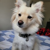 Entry image for Eleira