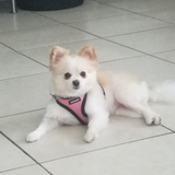 Entry image for Rosie 