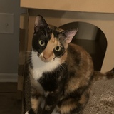 Entry image for Sylvette