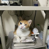 Entry image for Curtis